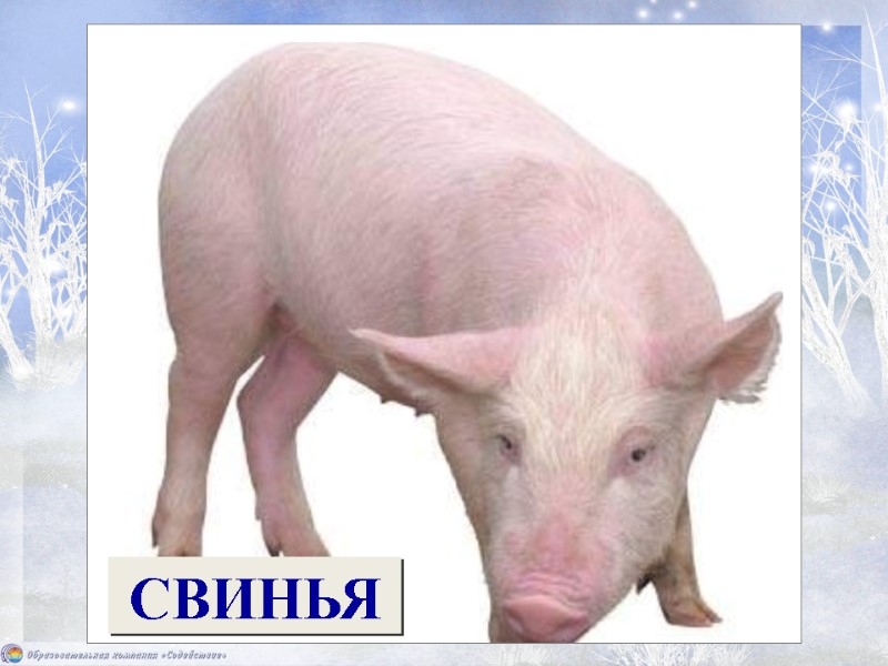 Кто имеет пятачок, Не зажатый в кулачок? На ногах его копытца. Ест и пьёт